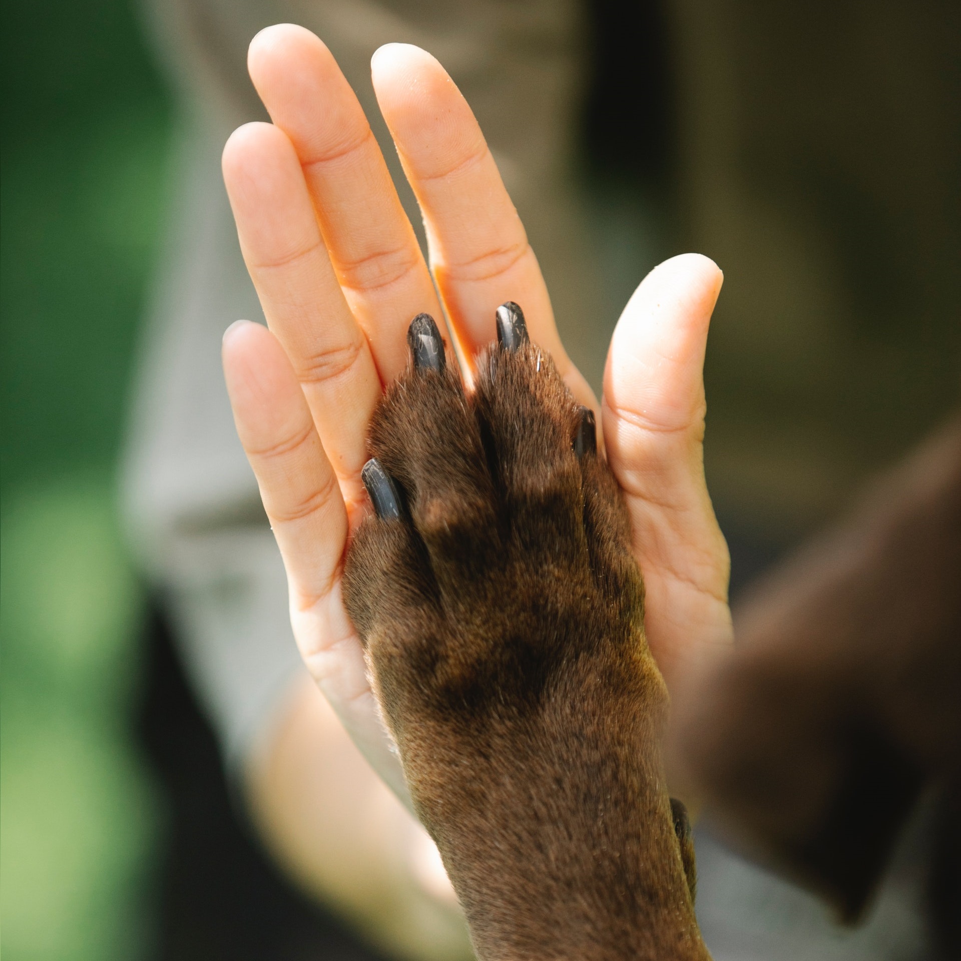 Petastical-High-Five